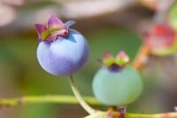 Vaccinium corymbosum 60- 80 cm