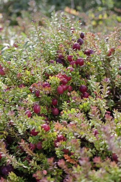 Vaccinium macrocarpon Pilgrim 11 cm Topf - Größe nach Saison 15-  20