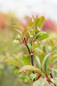 Viburnum bodnantense Charles Lamont 80- 100 cm