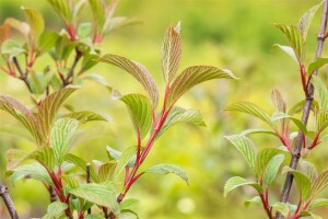 Viburnum bodnantense Charles Lamont 80- 100 cm