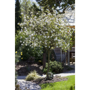 Viburnum burkwoodii 60- 80 cm