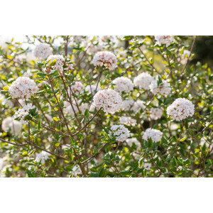 Viburnum burkwoodii Anne Russel 60- 80 cm