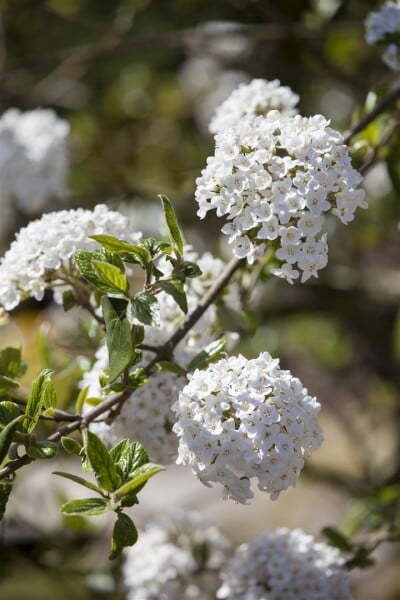 Viburnum burkwoodii Anne Russel 30- 40 cm