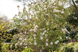 Viburnum burkwoodii Anne Russel 30- 40 cm