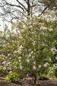 Viburnum burkwoodii Anne Russel 30- 40 cm