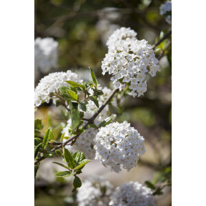 Viburnum burkwoodii Anne Russel C 30- 40