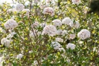 Viburnum burkwoodii Anne Russel 30- 40 cm