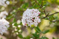 Viburnum burkwoodii Anne Russel 30- 40 cm