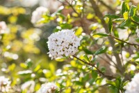 Viburnum burkwoodii Anne Russel 30- 40 cm