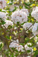 Viburnum burkwoodii Anne Russel 30- 40 cm