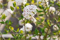 Viburnum burkwoodii Anne Russel 30- 40 cm