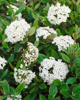 Viburnum burkwoodii Anne Russel 30- 40 cm