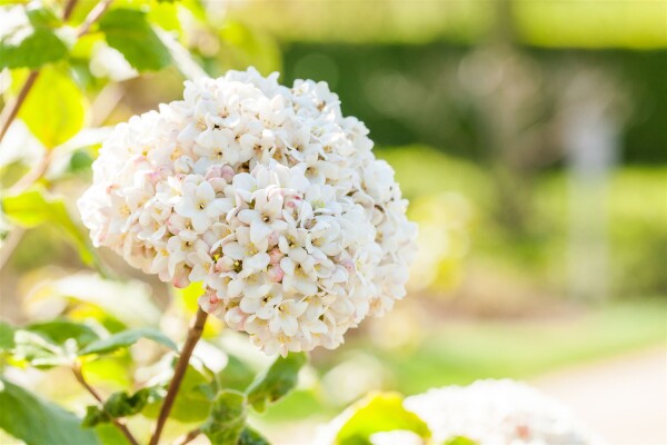 Viburnum carlcephalum 60- 80 cm