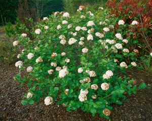 Viburnum carlcephalum 60- 80 cm