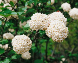 Viburnum carlcephalum 60- 80 cm