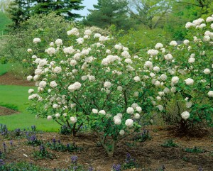 Viburnum carlcephalum 60- 80 cm