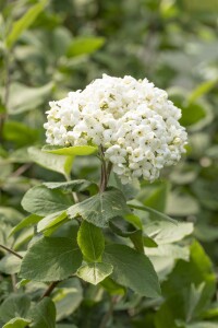 Viburnum carlcephalum 60- 80 cm