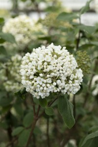 Viburnum carlcephalum 60- 80 cm