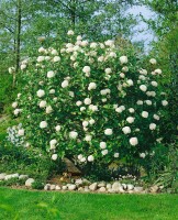 Viburnum carlcephalum 60- 80 cm