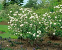 Viburnum carlcephalum 60- 80 cm