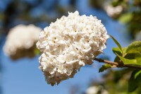 Viburnum carlcephalum 60- 80 cm