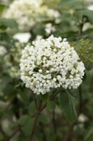 Viburnum carlcephalum 60- 80 cm