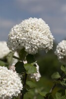 Viburnum carlcephalum 60- 80 cm