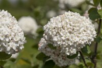 Viburnum carlcephalum 60- 80 cm