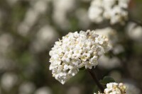 Viburnum carlcephalum 60- 80 cm