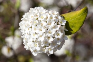 Viburnum carlesii Aurora 30- 40 cm