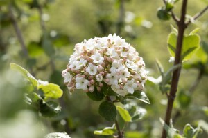 Viburnum carlesii Aurora 30- 40 cm