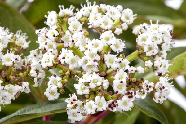 Viburnum davidii 40- 60 cm