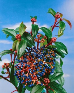 Viburnum davidii 40- 60 cm