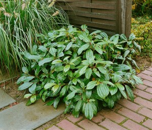 Viburnum davidii 40- 60 cm