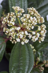 Viburnum davidii 40- 60 cm