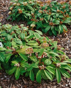 Viburnum davidii 40- 60 cm