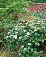 Viburnum davidii 40- 60 cm