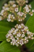 Viburnum davidii 40- 60 cm