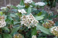 Viburnum davidii 40- 60 cm