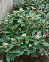 Viburnum davidii 40- 60 cm