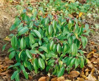 Viburnum davidii 40- 60 cm