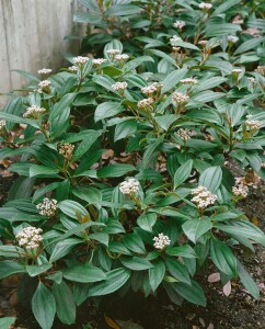 Viburnum davidii 20- 30 cm