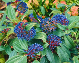 Viburnum davidii 20- 30 cm