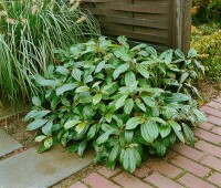 Viburnum davidii 20- 30 cm