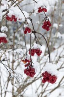 Viburnum opulus 40- 60 cm