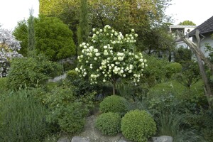 Viburnum opulus 60- 100 cm