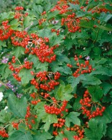 Viburnum opulus 60- 100 cm