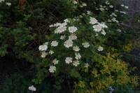 Viburnum opulus 60- 100 cm