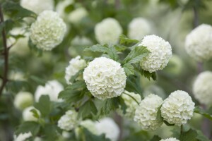 Viburnum opulus Roseum 60- 80 cm