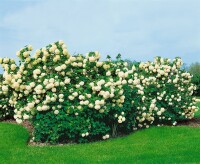 Viburnum opulus Roseum 60- 80 cm